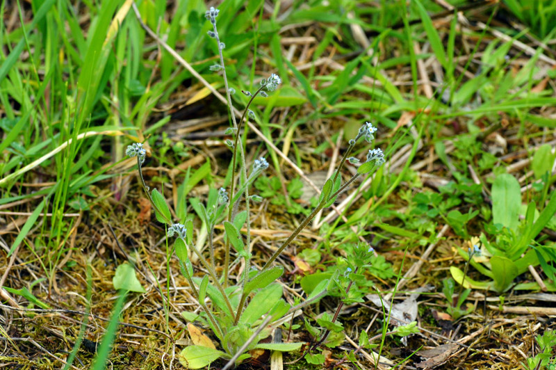 Myosotis ramosissima / Nontiscordardim ramosissimo